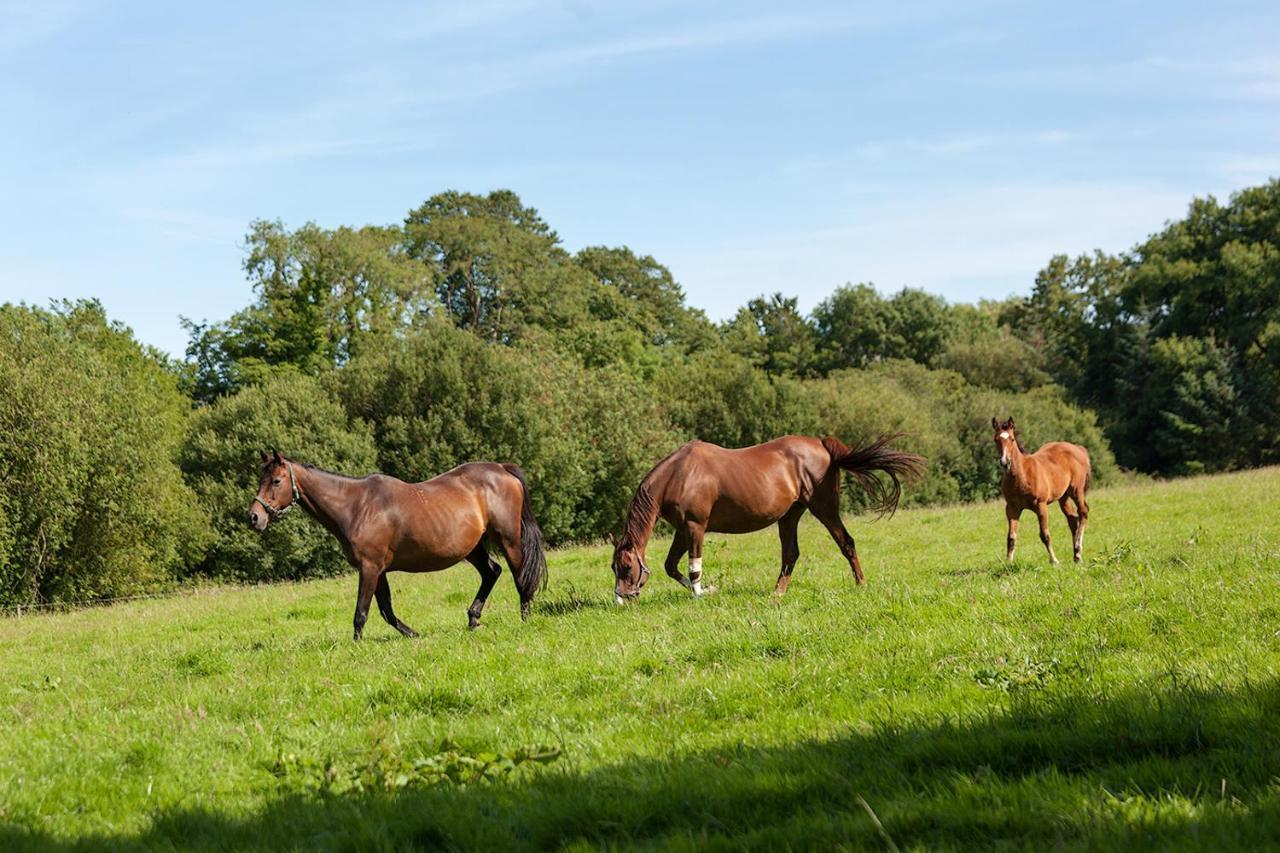 Coolcormack Stud B&B Dungarvan  Eksteriør bilde