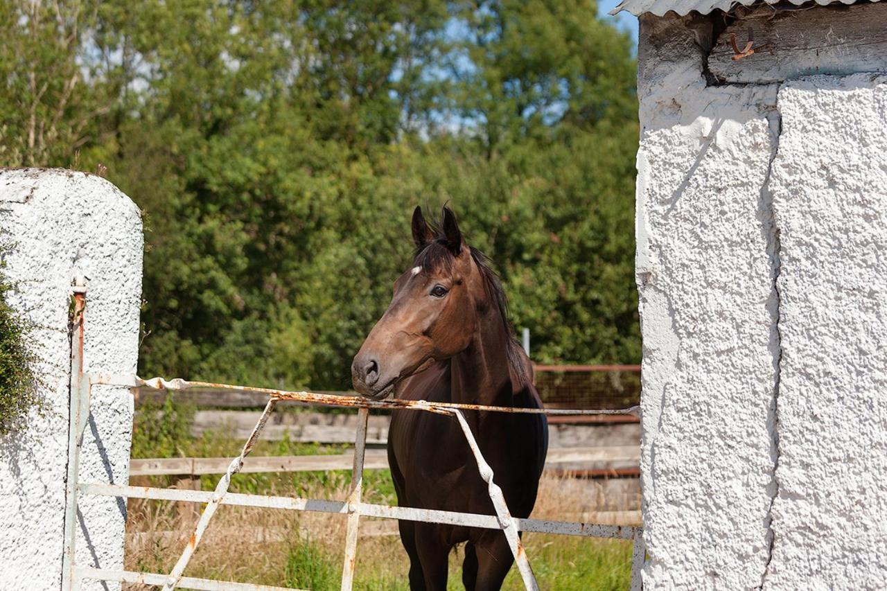 Coolcormack Stud B&B Dungarvan  Eksteriør bilde